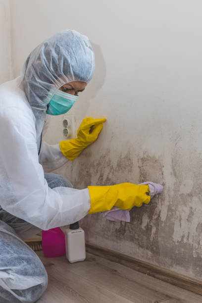 Reliable Pelham, GA Mold Removal Solutions